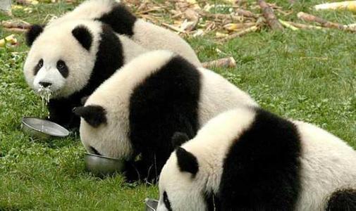 Pandas Eating， Panda House