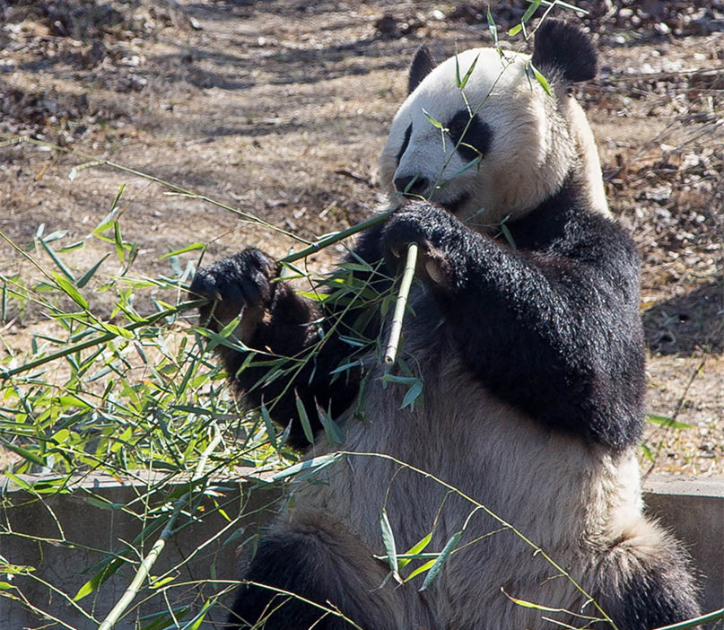 Viaggio per Vedere i Panda della Cina Classica