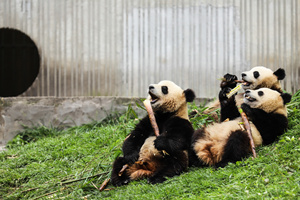 Panda Gigante che si mangiano della Base del Panda Gigante
