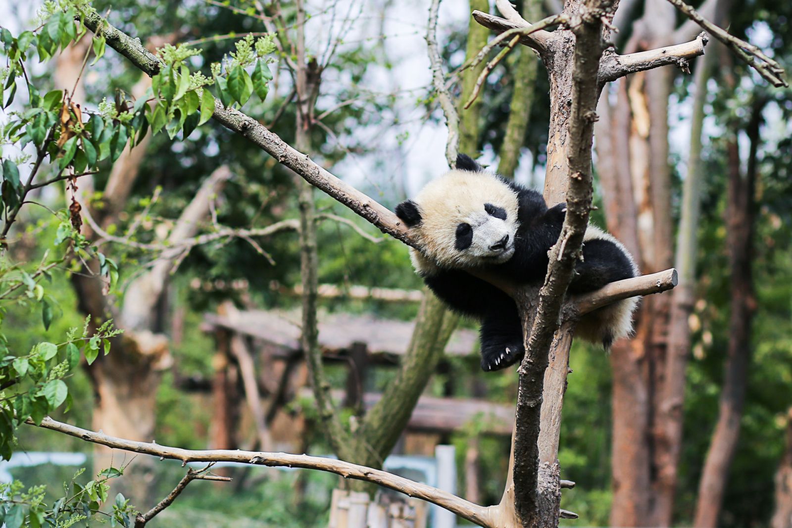 Base di Ricerca per l’Allevamento del Panda Gigante di Chengdu