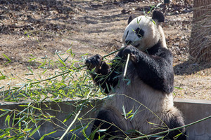 Panda Gigante che mangia della Base del Panda Gigante