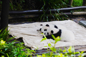 Panda Gigante sdraiato della Base del Panda Gigante