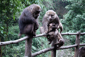 Scimmie del Monte Emei