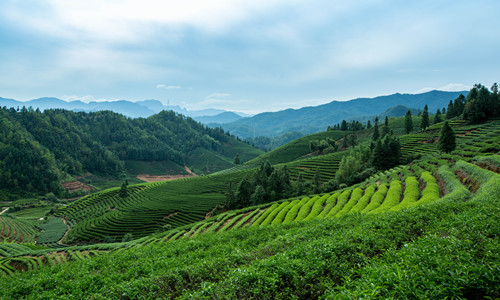Piantagione nel Monte Wuyi