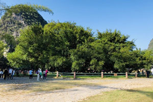 Panorama del Grande albero di baniano a Yangshuo