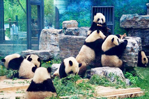 Panda dello Zoo di Pechino
