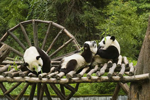 Panda nella base di Dujiangyan