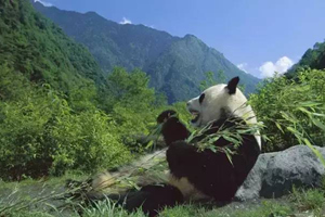 Panda nella Riserva Naturale di Wolong