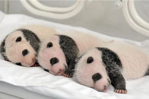 Cuccioli di panda giganti