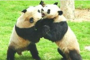 Panda che combattono