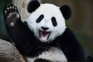 Zampa a sei dita di panda gigante