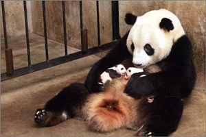 Panda e i suoi cuccioli