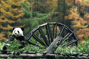 Riserva naturale dei panda di Wolong