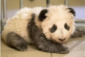 Un cucciolo di panda