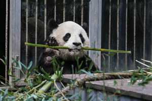 Panda che mangia nello Zoo di Pechino