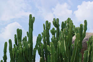 Cactus del Giardino Botanico di Xianhu di Shenzhen.jpg