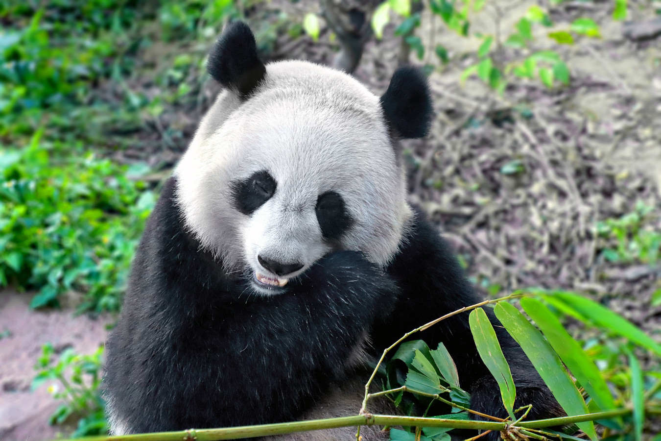 Viaggio per Vedere i Panda e la Loro Terra: il Sichuan