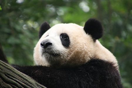 China Panda con Triángulo Dorado Tour