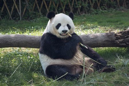 Essential China Panda Tour
