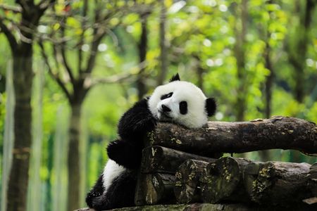 China Clásico Panda Tour