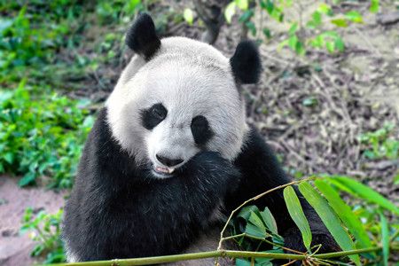 China Típico Panda Tour