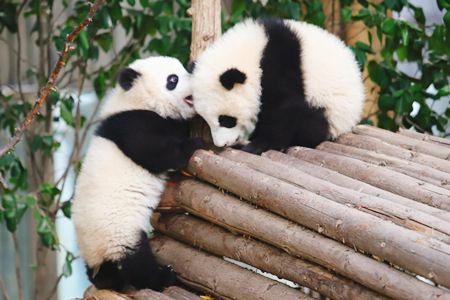 China Panda Tour con Crucero por el Río Yangtsé
