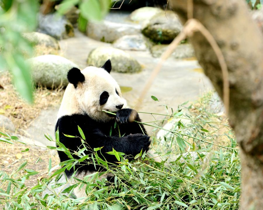 China Estudiante Tour con Visita de Panda